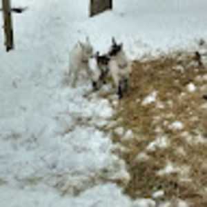 Meet your Posher, Emma